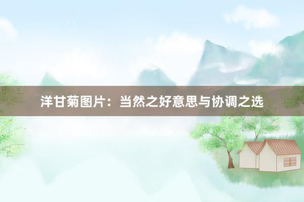 洋甘菊图片：当然之好意思与协调之选